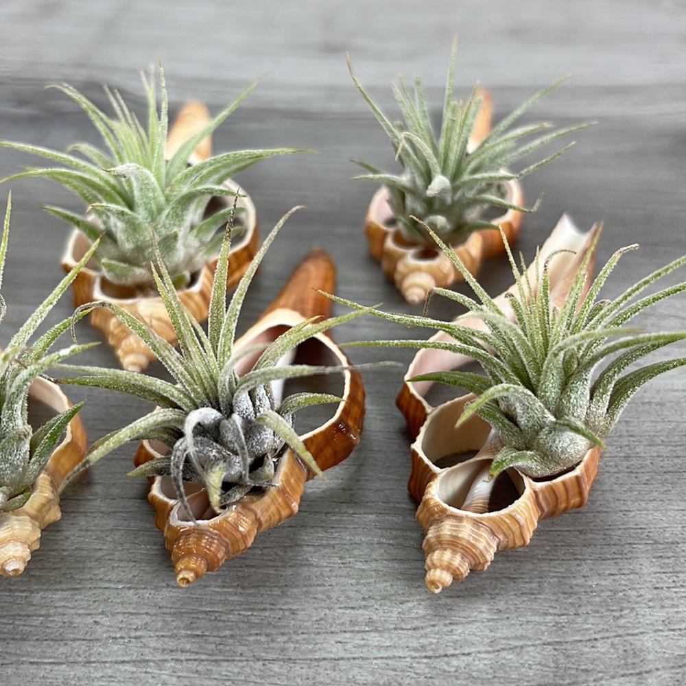 🔆AIR PLANT BUDDY🔆 WITH REAL SEA SHELL HAND MADE AND UNIQUE - Picture 8 of 9